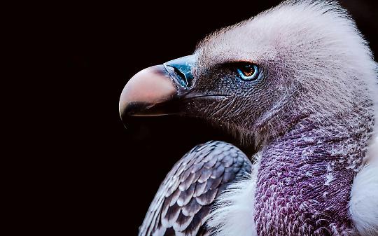 Il gigante delle Alpi torna protagonista: una conta europea unisce valli, parchi e cittadini per il Gipeto