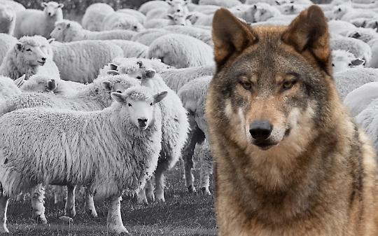 Lupi in Valchiusella