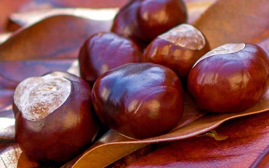 Ingria celebra la castagna