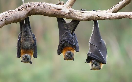 Foreste distrutte, pipistrelli in fuga: gli esperti smontano i sindaci del Canavese