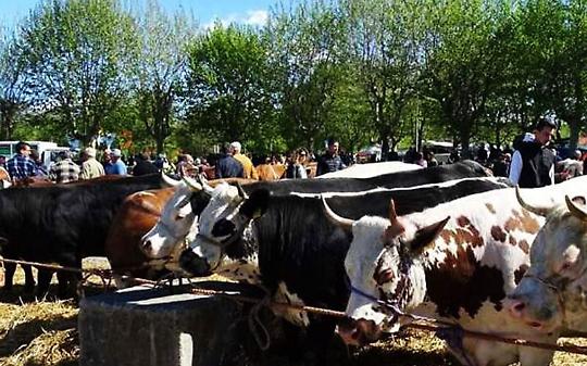 Castellamonte riscopre le sue radici nella Fiera di Ognissanti
