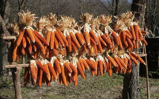 A Banchette si festeggia il Mais Rosso: due giorni di tradizione, gusto e cultura contadina