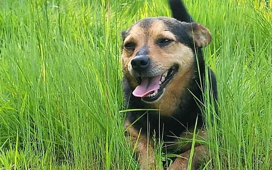 Shock nel torinese: cane amato da tutti ucciso da un colpo di caccia (VIDEO)