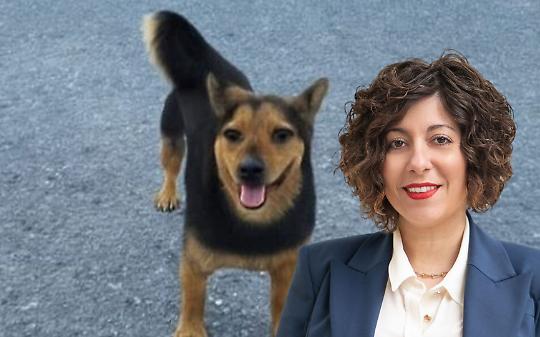 Il cane Rocky, ucciso dai cacciatori e la consigliera Sarah Disabato (M5S) 