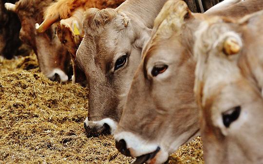 Quincinetto festeggia la tradizione: torna la Fiera Autunnale del Bestiame