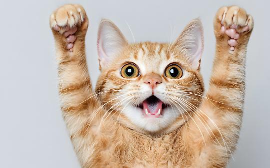 Ballando per i mici: a Bairo arriva l’AperyMusic del Gattile di Ivrea