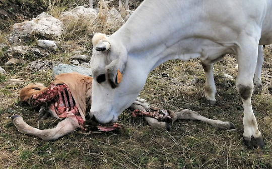 Lupi in pianura, mandrie in fuga: cresce la paura tra gli allevatori del Torinese