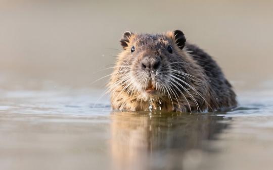 Le nutrie nella vasca di Piazza Vittorio: scoppia la polemica. Ecco il video e le foto