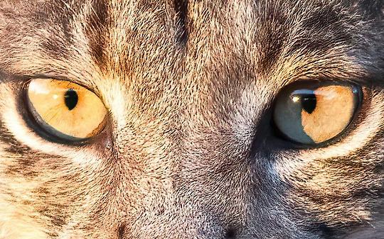 Parco del Gran Paradiso