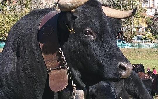Le regine delle Valli di Lanzo: tra campanacci, prati dorati e giovani allevatori - VIDEO 