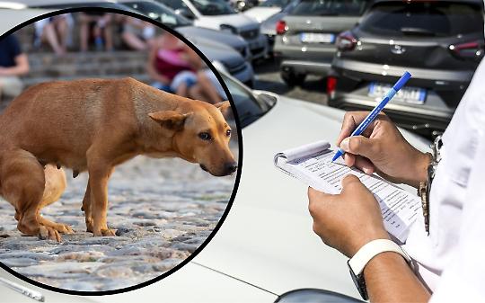 Multa record da 1.200 euro a chi non raccoglie i bisogni dei cani: a Venaria Reale arrivano le fototrappole anti-inciviltà