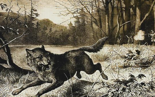 Il lupo nel mirino: la lunga guerra contro l’inquietante predatore