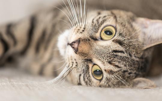 Un divano, un respiro, un miracolo: così il micio è tornato a casa
