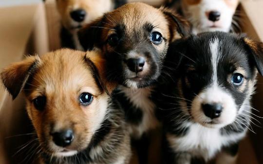 Cuccioli abbandonati