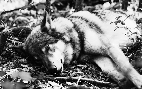 Piemonte, record di lupi morti