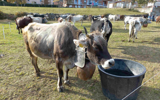 A Pomaretto torna la Fiero d&acirc; Pa&icirc; d&acirc; Ram&igrave;e: tradizione contadina, vino e musica