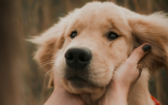 Sorrisi e carezze a quattro zampe: la Pet Therapy entra nelle scuole di San Benigno