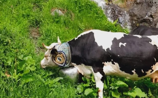 Allevamento nelle Valli di Lanzo