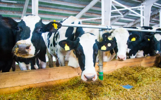 Rubate 32 vacche in 30 minuti, svuotata una stalla a Borgo d’Ale