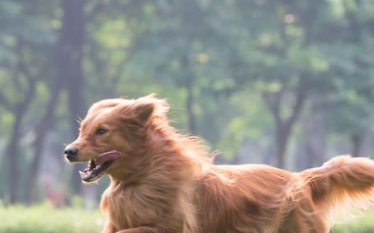 Cedimento del cancello dell'area cani a Borgaro: la minoranza chiede chiarezza sulla manutenzione