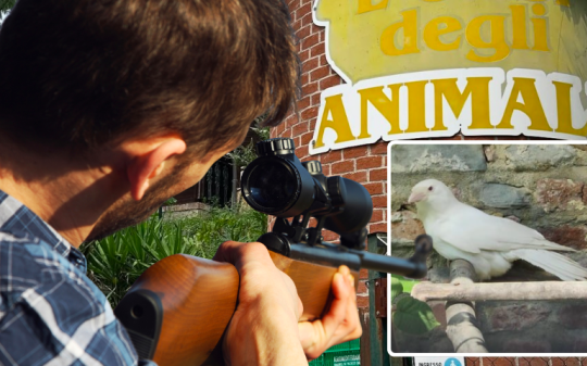 E' morta Igor, la cornacchia albina mascotte dell'Oasi degli Animali. L'hanno uccisa gli spari dei cacciatori