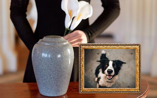 Le ceneri degli animali d&rsquo;affezione potranno essere tumulate con il padrone