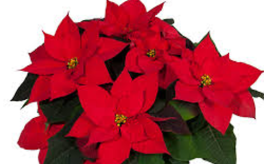 Le Stelle di Natale dell'AIL tornano nelle piazze del Canavese e delle Valli di Lanzo