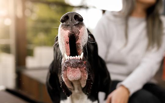 Il cane del vicino abbaia giorno e notte: quando il disturbo diventa un caso legale