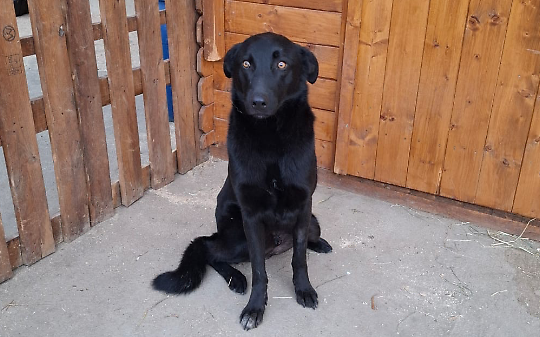 Abbandonato e ferito, Zorro rinasce tra le mani di chi non ha voltato lo sguardo
