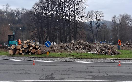 Mazza vuole abbattere i pioppi cipressini della rotonda "olivettiana", Cieol furioso: "E' un delitto!"