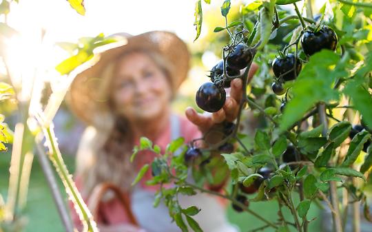 Otto orti sociali liberi a Caselle Torinese: perch&eacute;?  Il Comune rilancia il bando, ma...