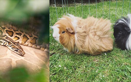 Pitone reale all'area giochi