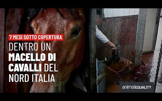 Bologna, protesta di Animal Equality contro i mancati controlli nel macello equino: &laquo;Violazioni gravi, la Regione intervenga&raquo;