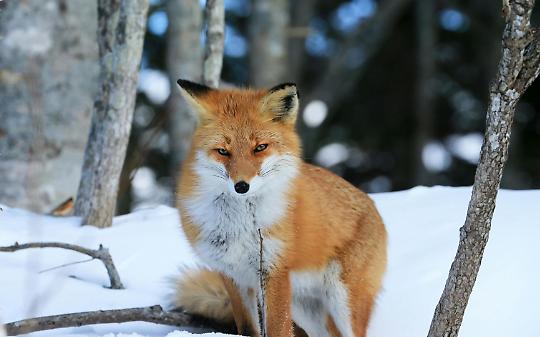 Uno sguardo che attraversa il silenzio: a San Mauro una mostra fotografica sulla fauna selvatica