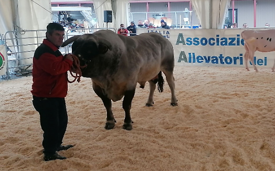 Carmagnola celebra le sue eccellenze: bovini di razza Piemontese, Giora e Porro Lungo Dolce