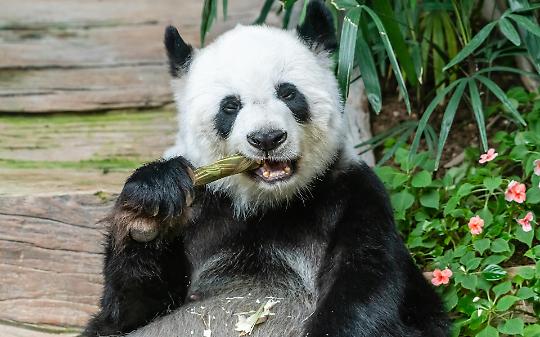 Il Giappone resta senza panda: perch&eacute; Tokyo perde i suoi simboli pi&ugrave; amati dopo 50 anni di diplomazia con la Cina?