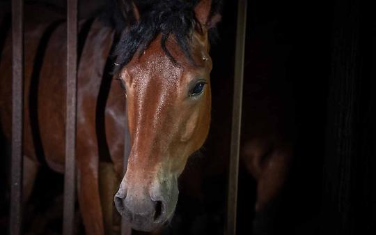 Inchiesta choc sui macelli e tensione alle stelle: aggrediti deputati davanti alla struttura