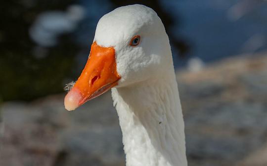 Influenza aviaria nel Canavese: positiva un&rsquo;oca tra Ciri&egrave; e Rivarolo
