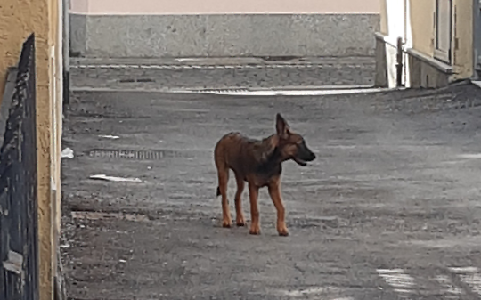 Pastore Belga Malinois