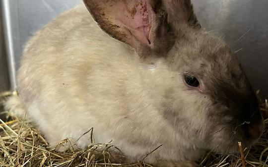 Coniglio abbandonato