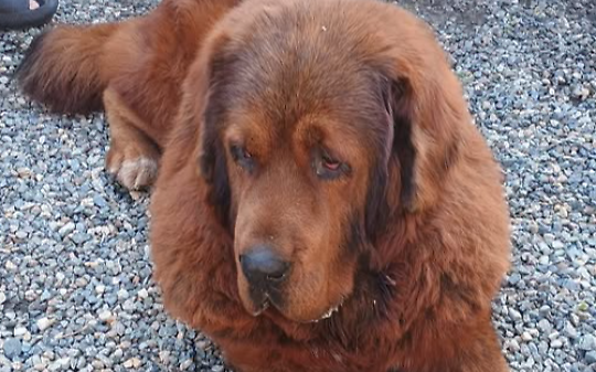 Aron scomparso da due giorni tra Cigliano e Tronzano: l&rsquo;appello disperato dei proprietari per ritrovare il mastino tibetano