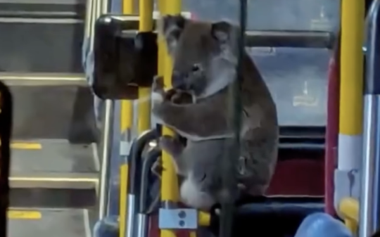 Koala terrorizzato entra in un pullman a Brisbane: i soccorritori lo salvano (VIDEO)