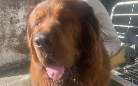 Aron, il mastino tibetano scomparso da giorni e ora segnalato a Chivasso: una fuga lunga chilometri tra appelli, avvistamenti e ricerche disperate