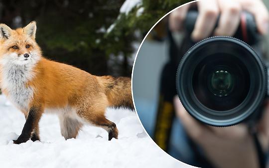 La natura continua a parlare: prosegue a San Mauro la mostra sulla fotografia naturalistica