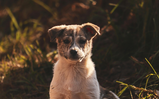 Un cucciolo piange al freddo. Tutti sanno, nessuno interviene