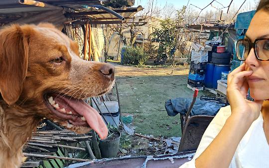 Il cane piangeva. La sindaca preparava il tiramis&ugrave; e le calze della befana