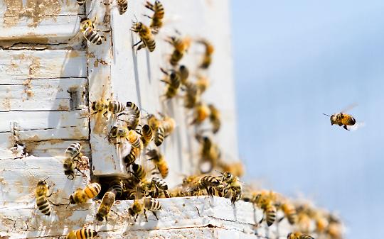 Le api entrano nelle scuole