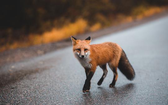 Notte di paura sulla 460