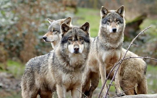 Cinque lupi