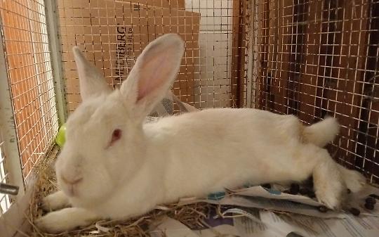 Falanghina, la coniglietta che ha imparato a fidarsi di nuovo